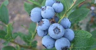 IRIIS phytoprotection - Fiche technique, Bleuet à feuilles étroites (syn.  Bleuet à fruits pruineux) - Early lowbush blueberry (syn. Lowbush blueberry)